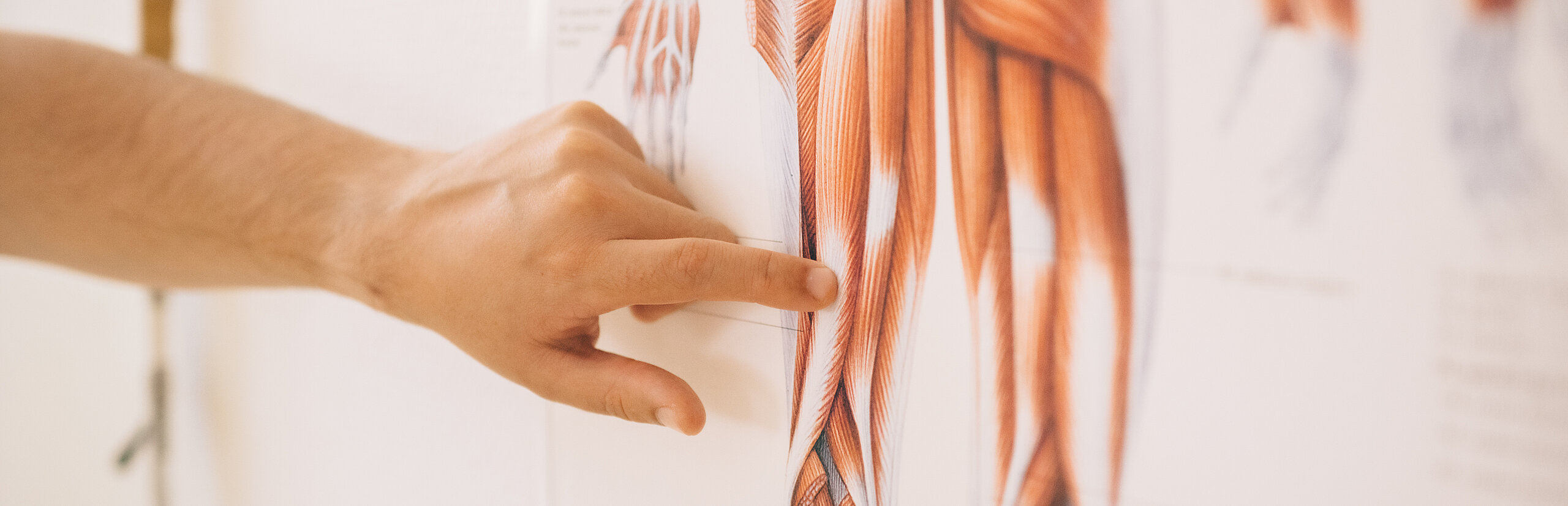 anatomie poster anatomie poster