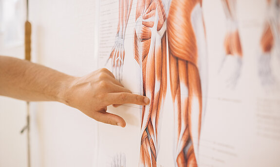 anatomie poster anatomie poster
